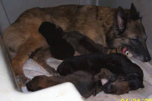 belgian shepherd tervuren groenendael