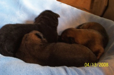 Belgian Shepherd Pups/The Boys