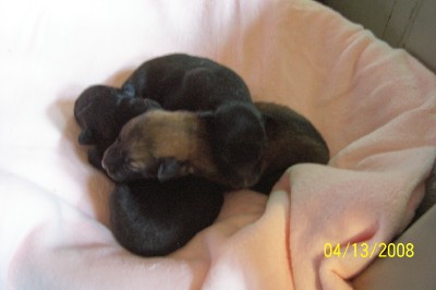 Belgian Shepherd/Belgian Tervuren/Groenendael/Pups