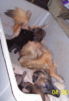 Belgian Tervuren and Pups