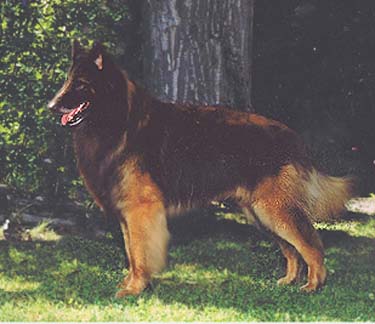 BELGIAN SHEPHERD DOG, BELGIAN SHEEPDOG BREEDER BRITISH COLUMBIA CANADA CLUB BC